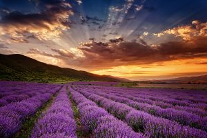 Lavender Fields at Sunset